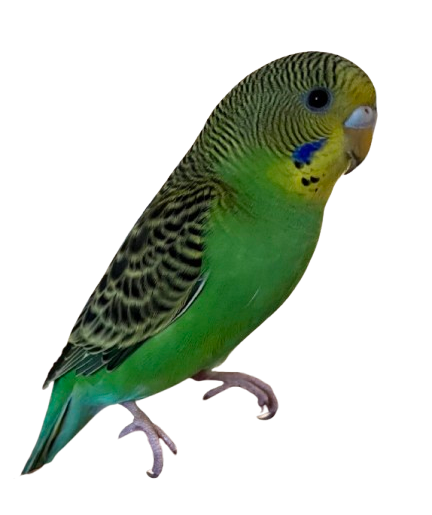 Budgie